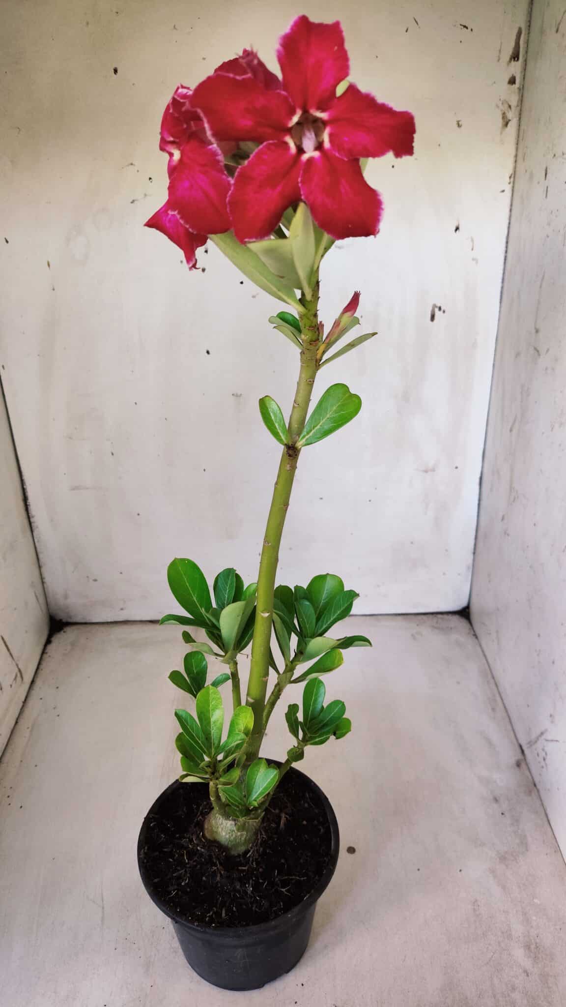 Planta Simples 2788 – 35cm – 02 anos
