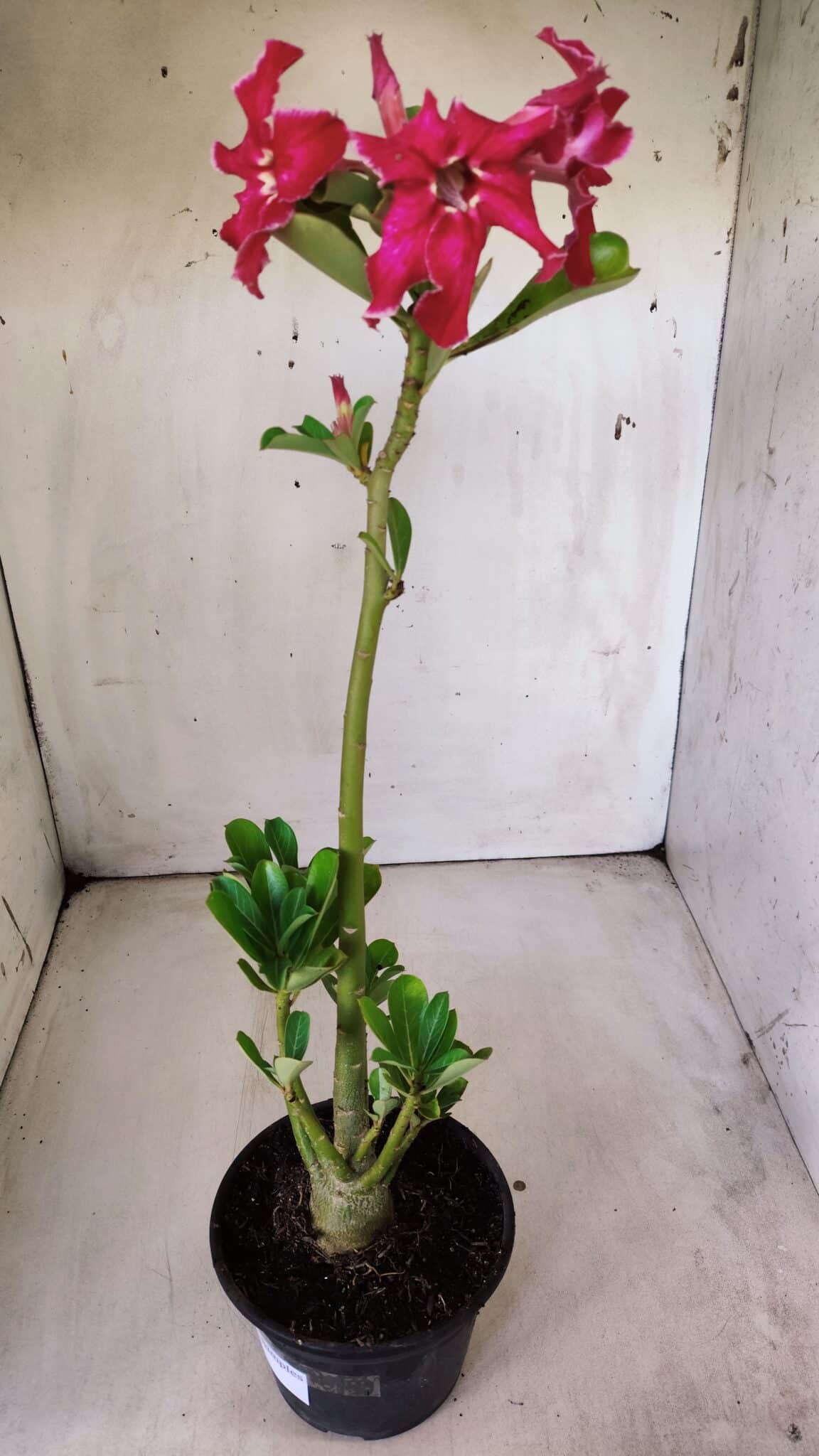 Planta Simples 2788 – 35cm – 02 anos