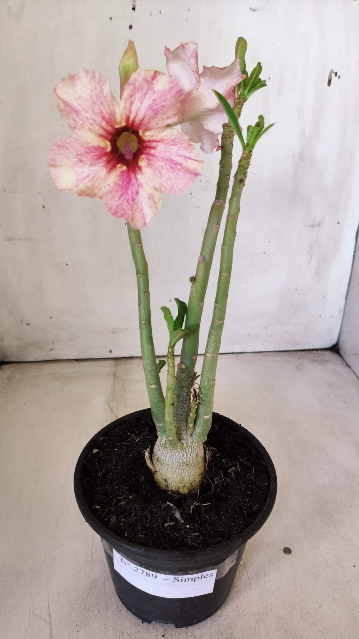 Planta Simples 2789 – 30cm – 02 anos