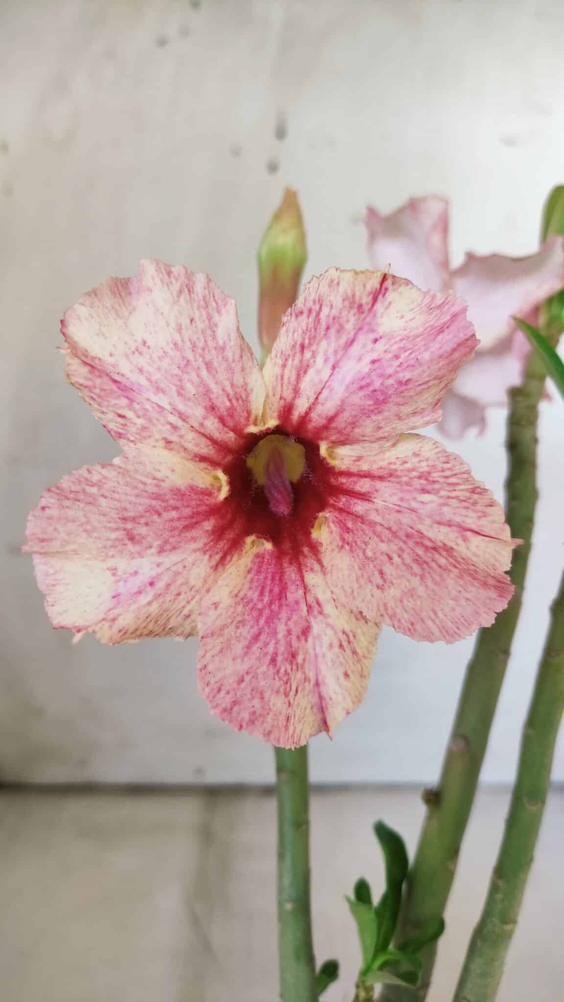 Planta Simples 2789 – 30cm – 02 anos