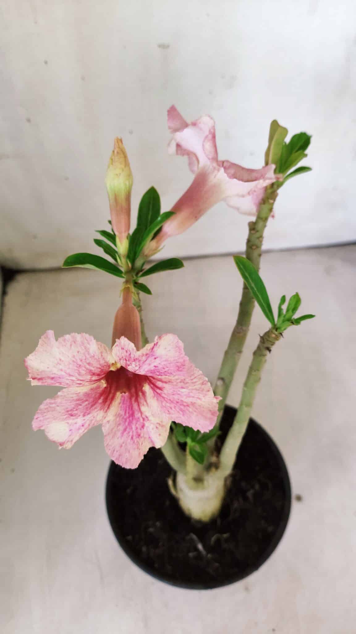 Planta Simples 2789 – 30cm – 02 anos