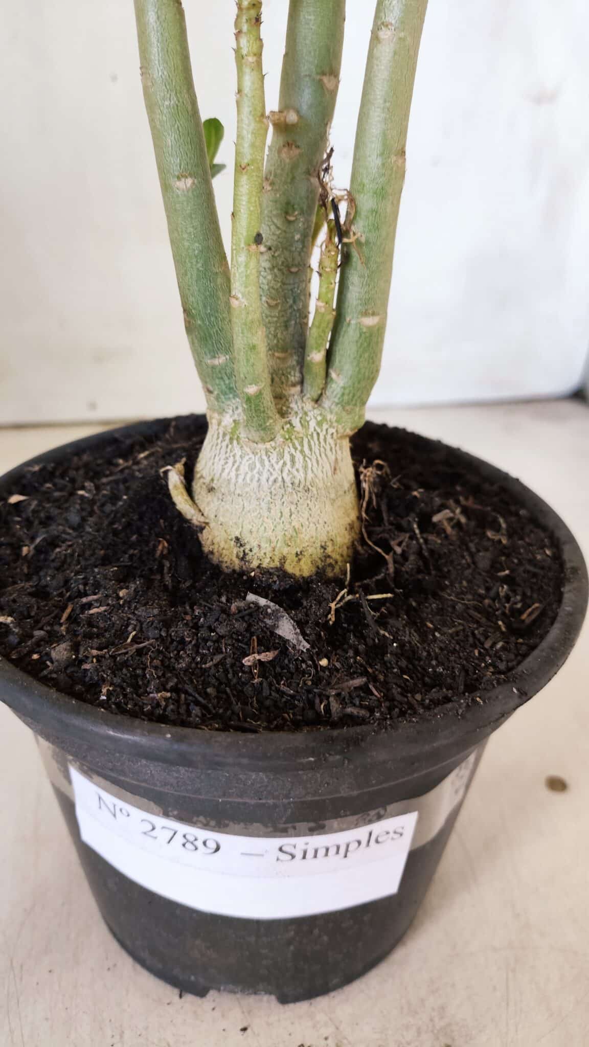 Planta Simples 2789 – 30cm – 02 anos