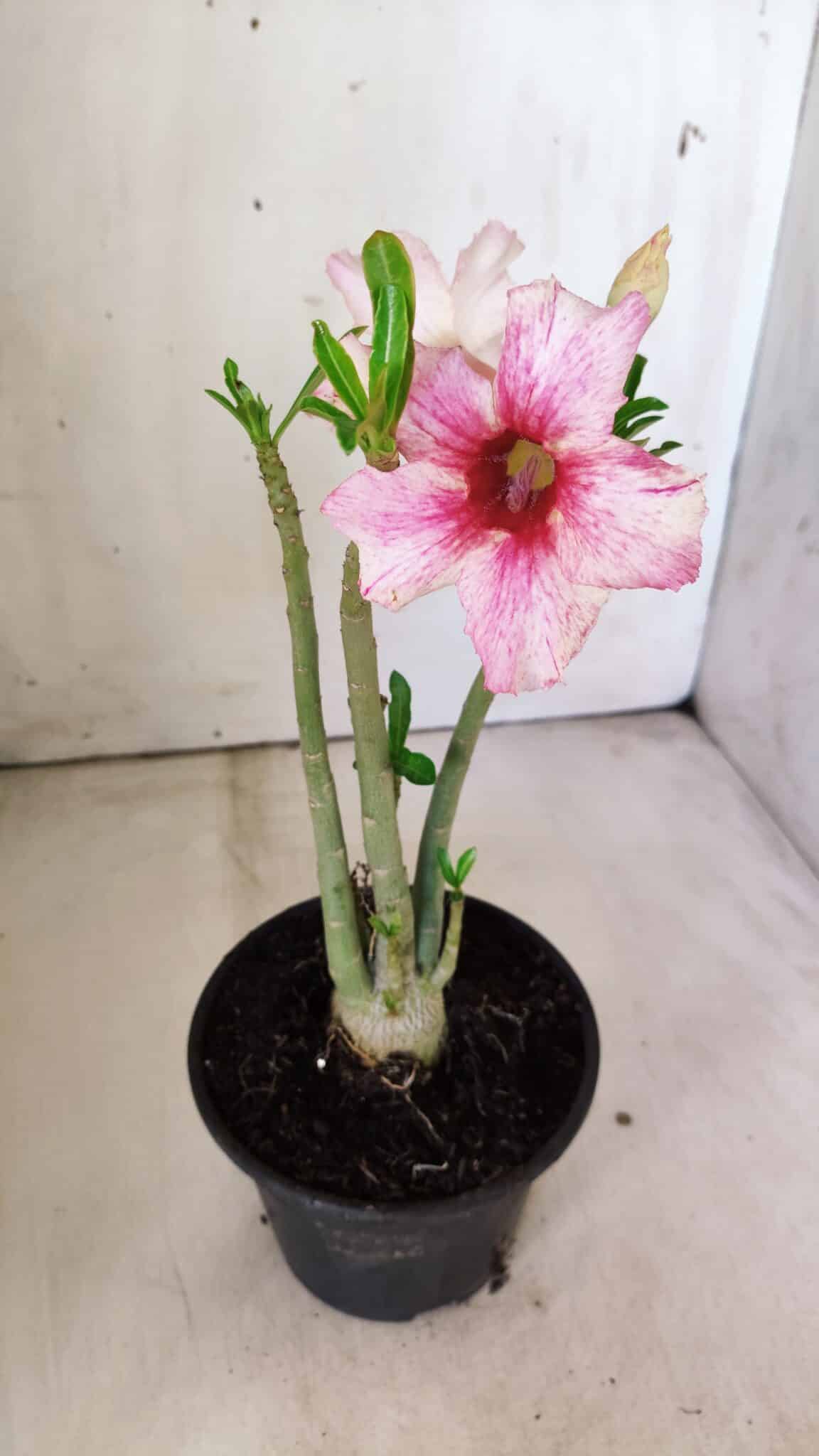 Planta Simples 2789 – 30cm – 02 anos