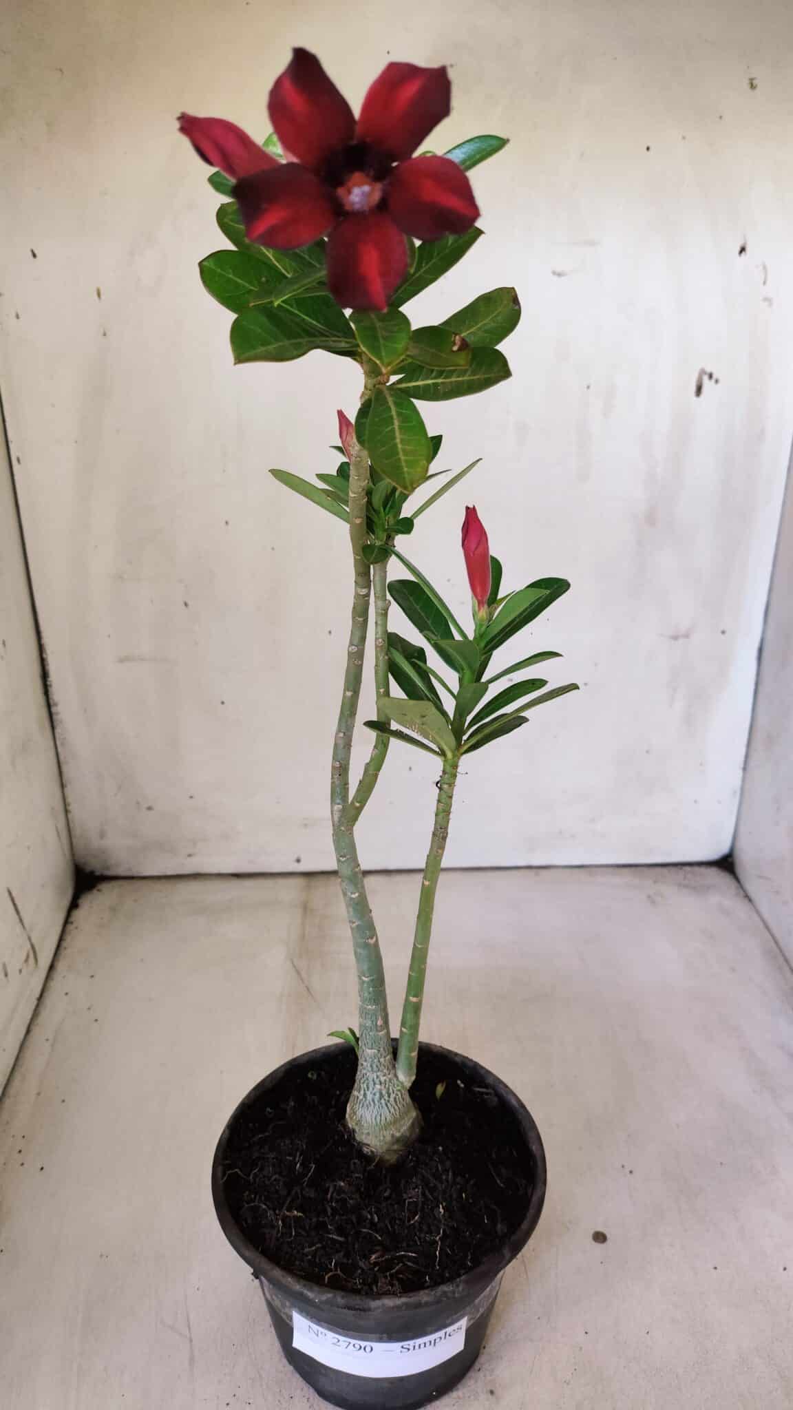 Planta Simples 2790 – 30cm – 02 anos