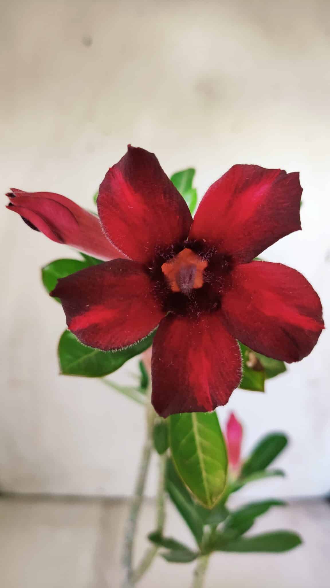 Planta Simples 2790 – 30cm – 02 anos