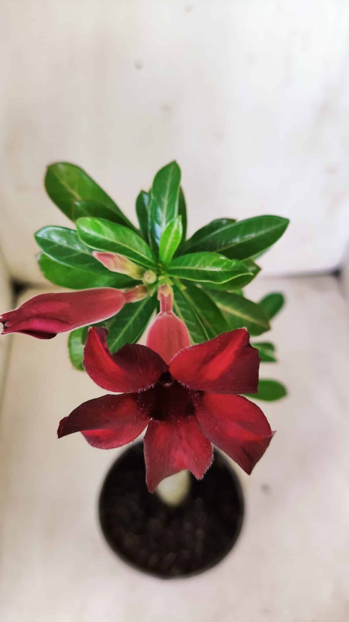 Planta Simples 2790 – 30cm – 02 anos