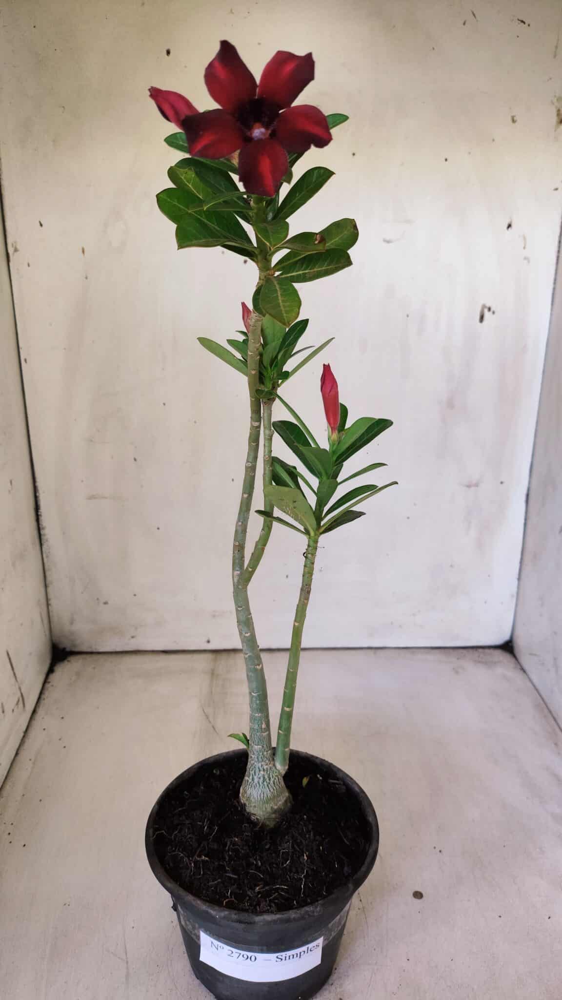 Planta Simples 2790 – 30cm – 02 anos