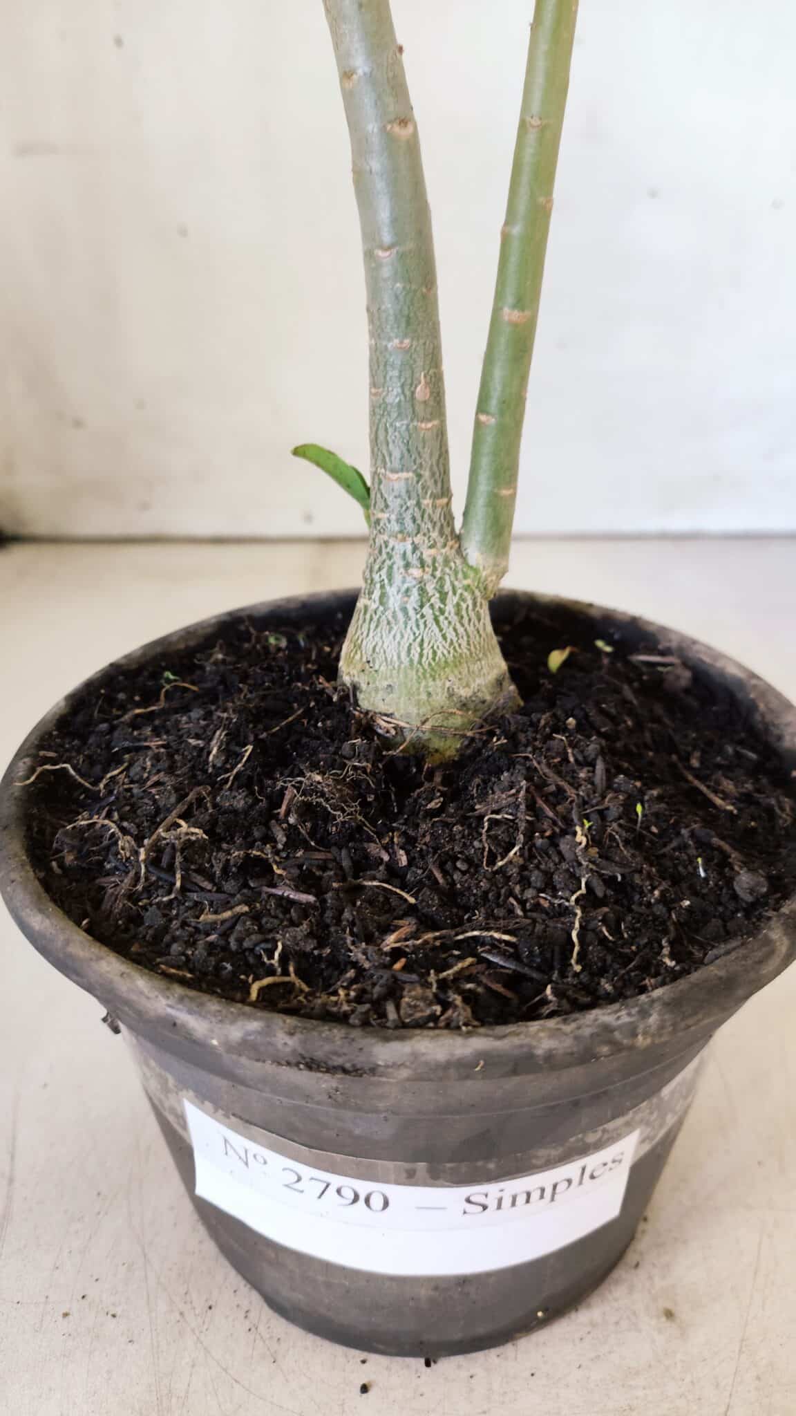 Planta Simples 2790 – 30cm – 02 anos