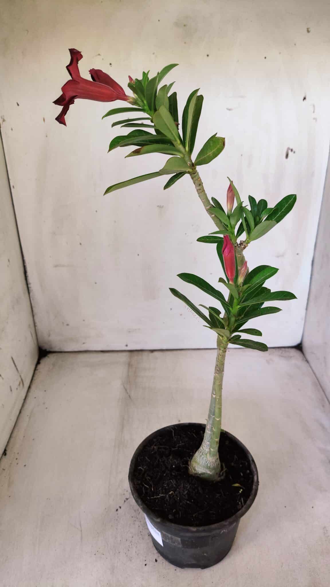 Planta Simples 2790 – 30cm – 02 anos