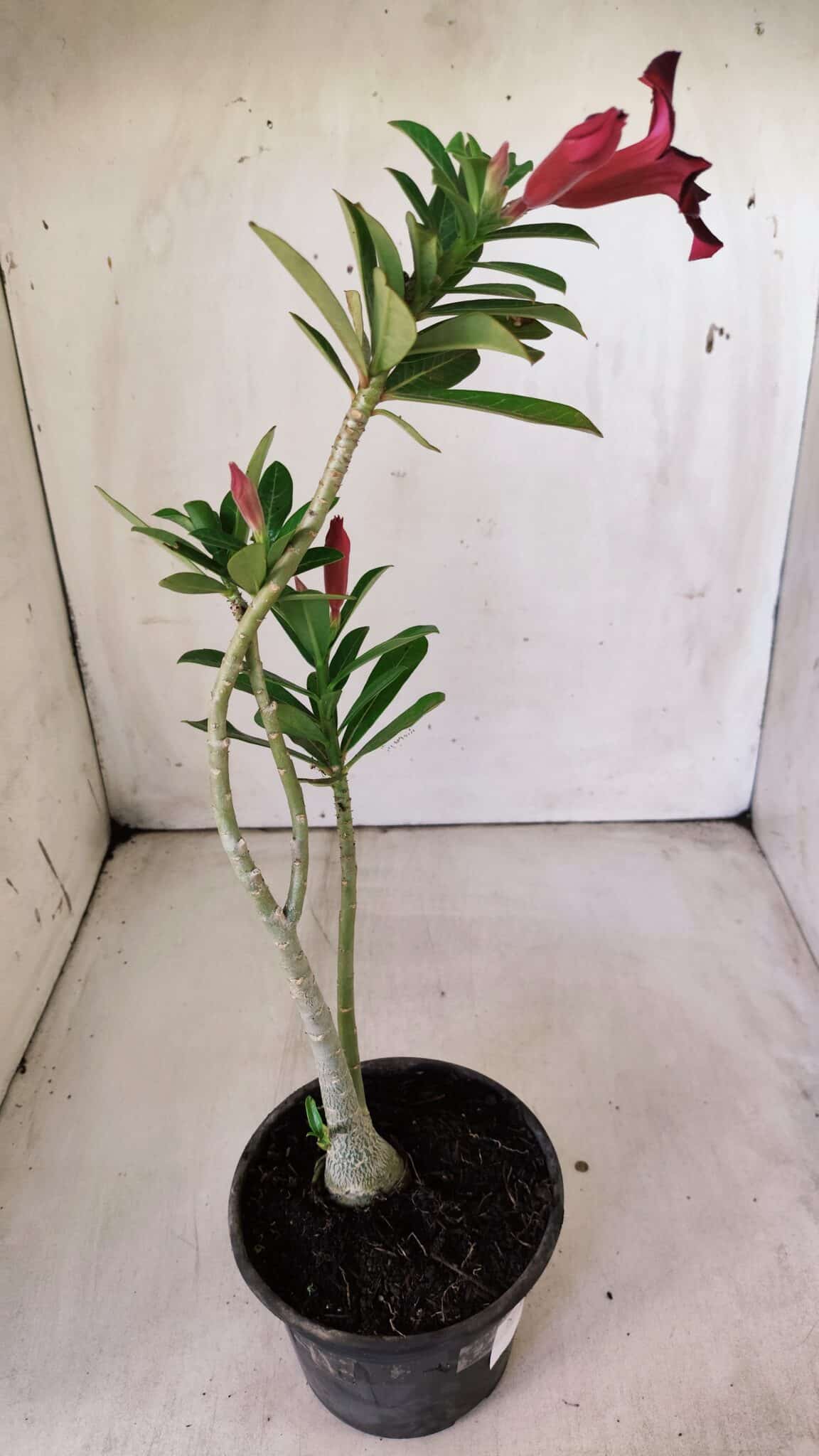 Planta Simples 2790 – 30cm – 02 anos