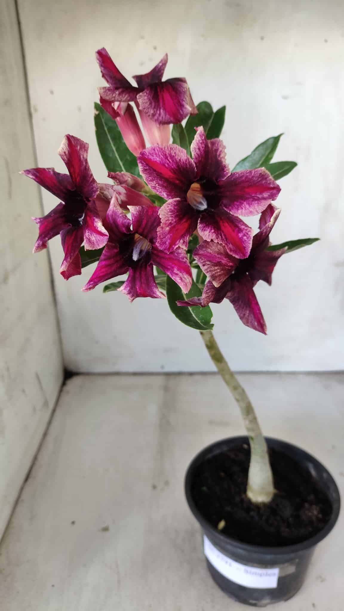 Planta Simples 2791 – 30cm – 02 anos