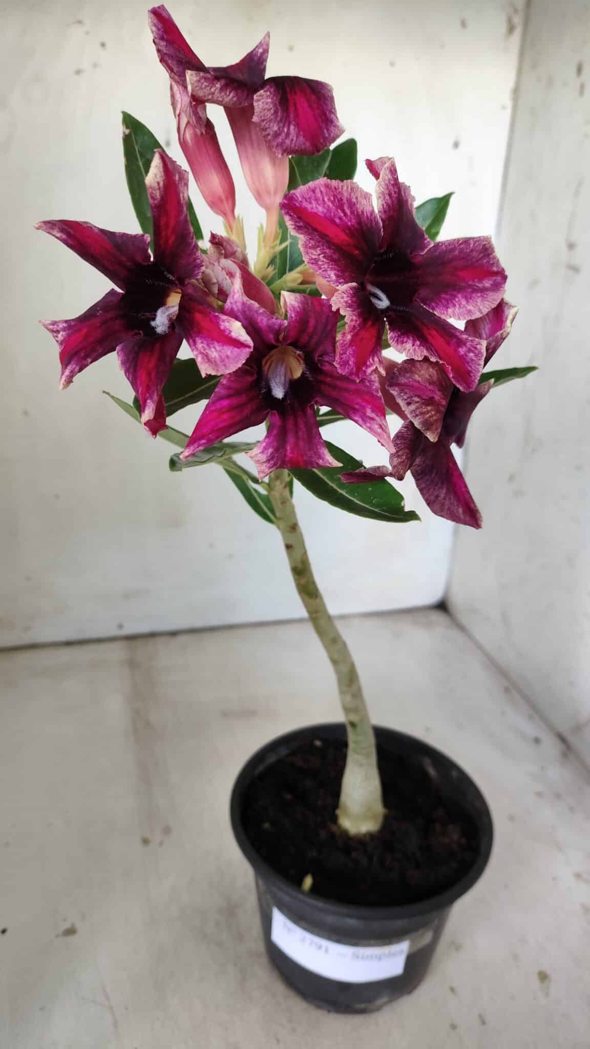 Planta Simples 2791 – 30cm – 02 anos
