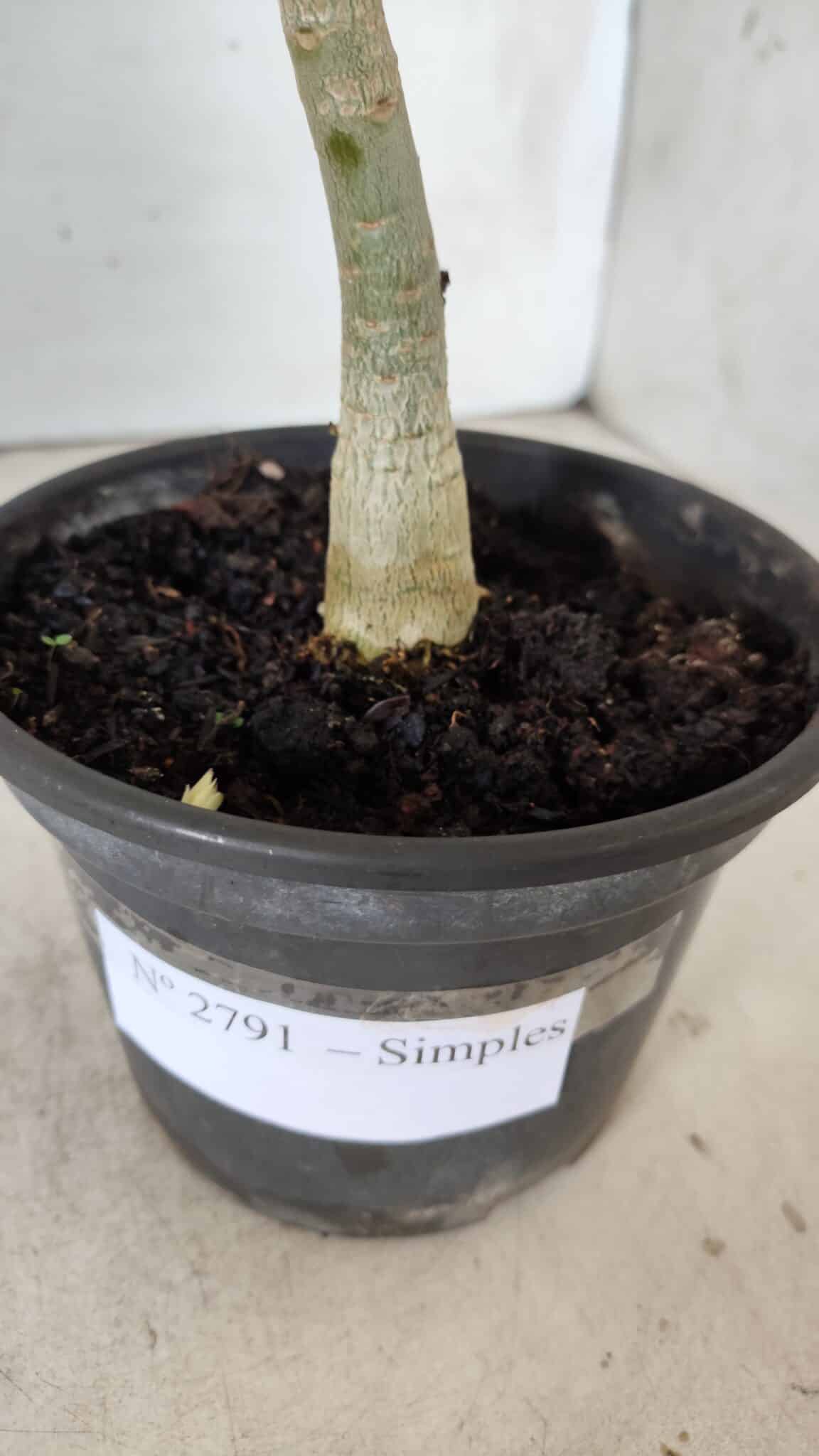 Planta Simples 2791 – 30cm – 02 anos