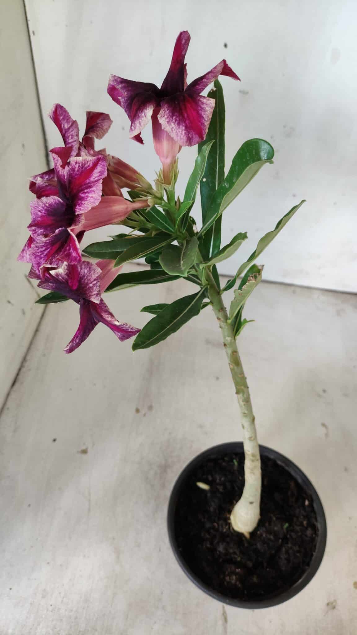 Planta Simples 2791 – 30cm – 02 anos