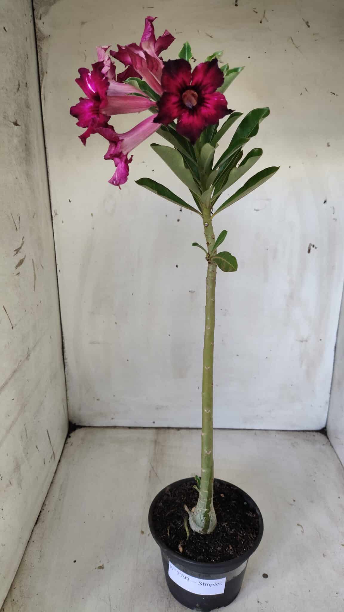 Planta Simples 2792 – 30cm – 02 anos