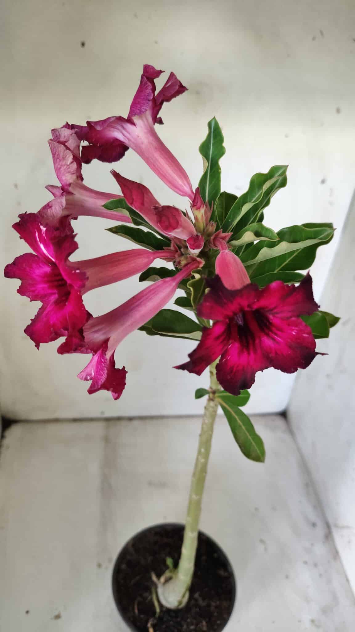 Planta Simples 2792 – 30cm – 02 anos