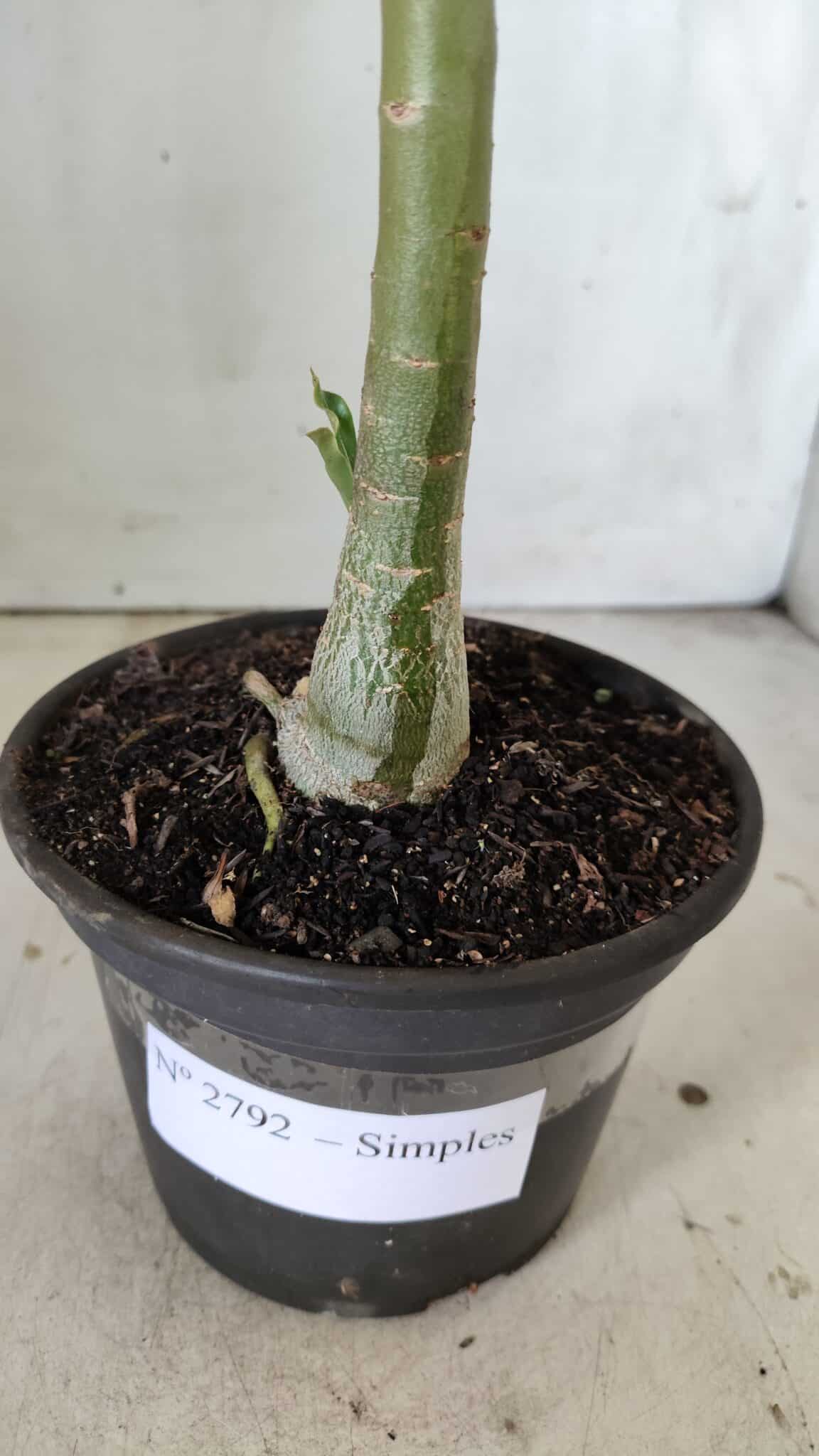 Planta Simples 2792 – 30cm – 02 anos
