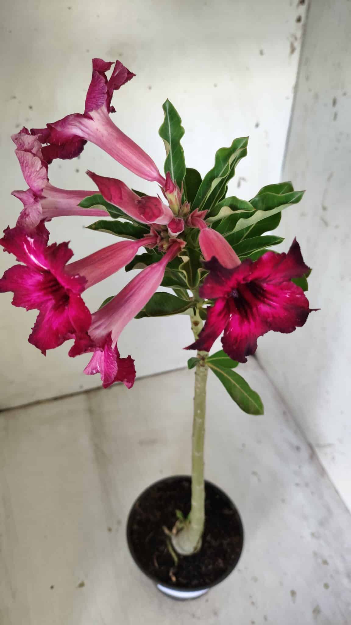 Planta Simples 2792 – 30cm – 02 anos