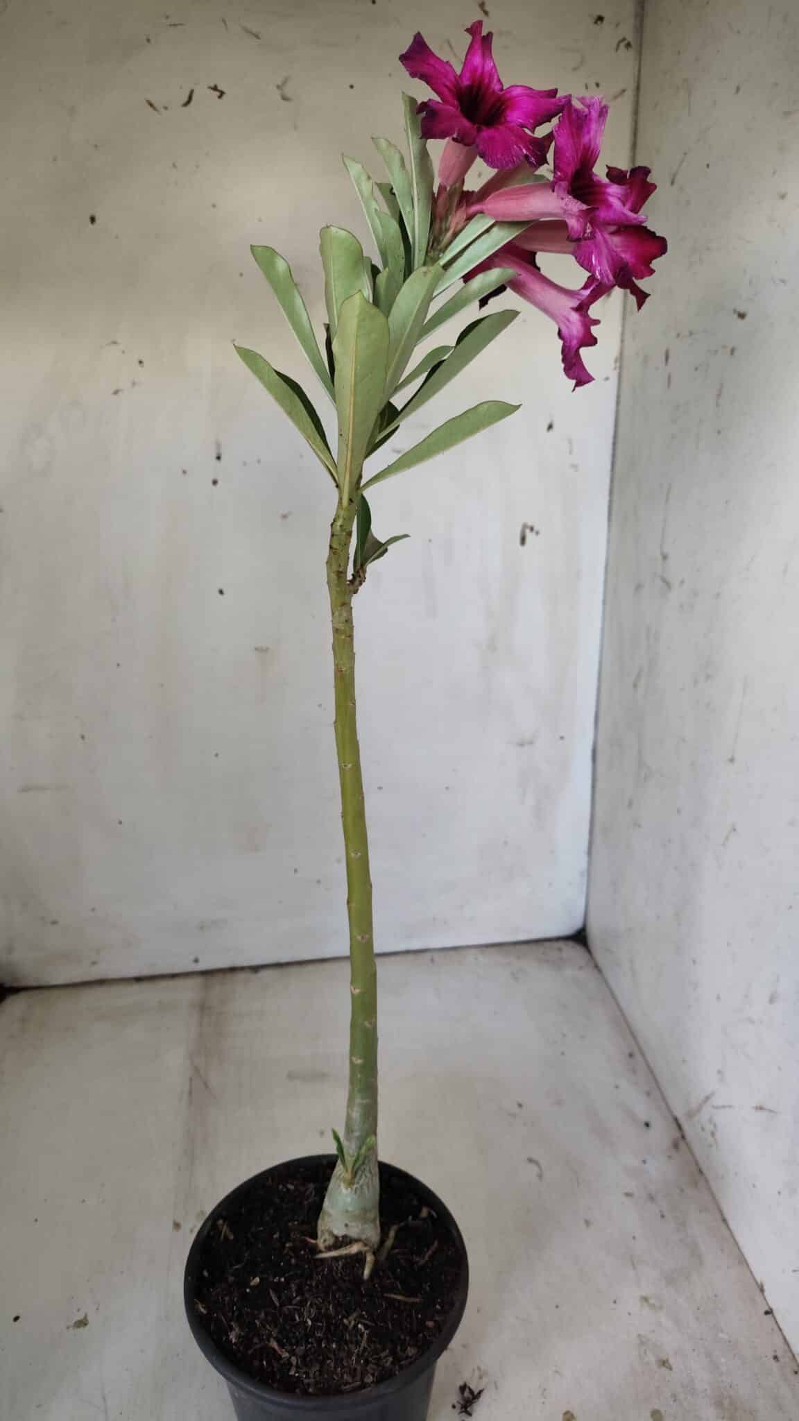 Planta Simples 2792 – 30cm – 02 anos