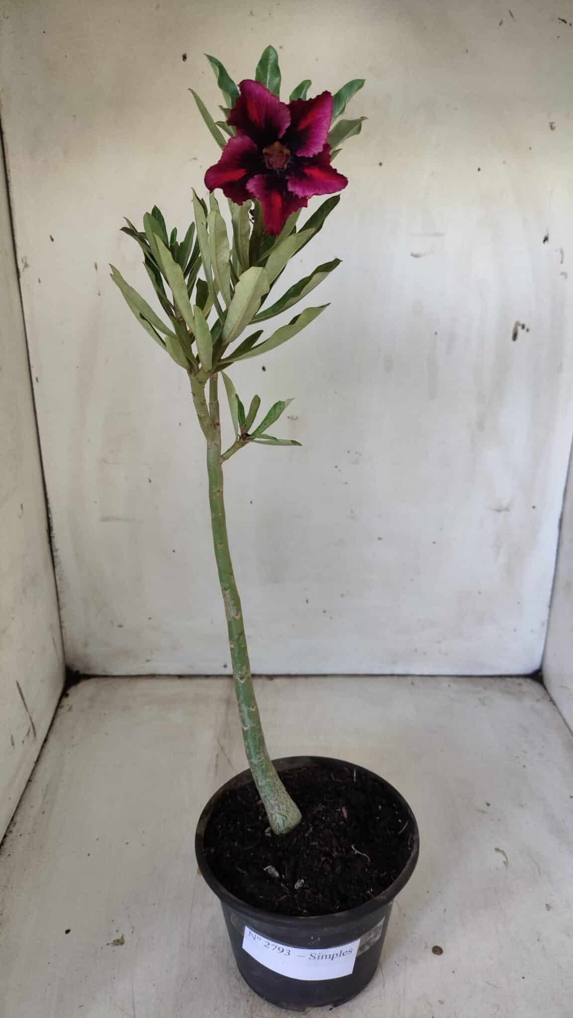 Planta Simples 2793 – 30cm – 02 anos