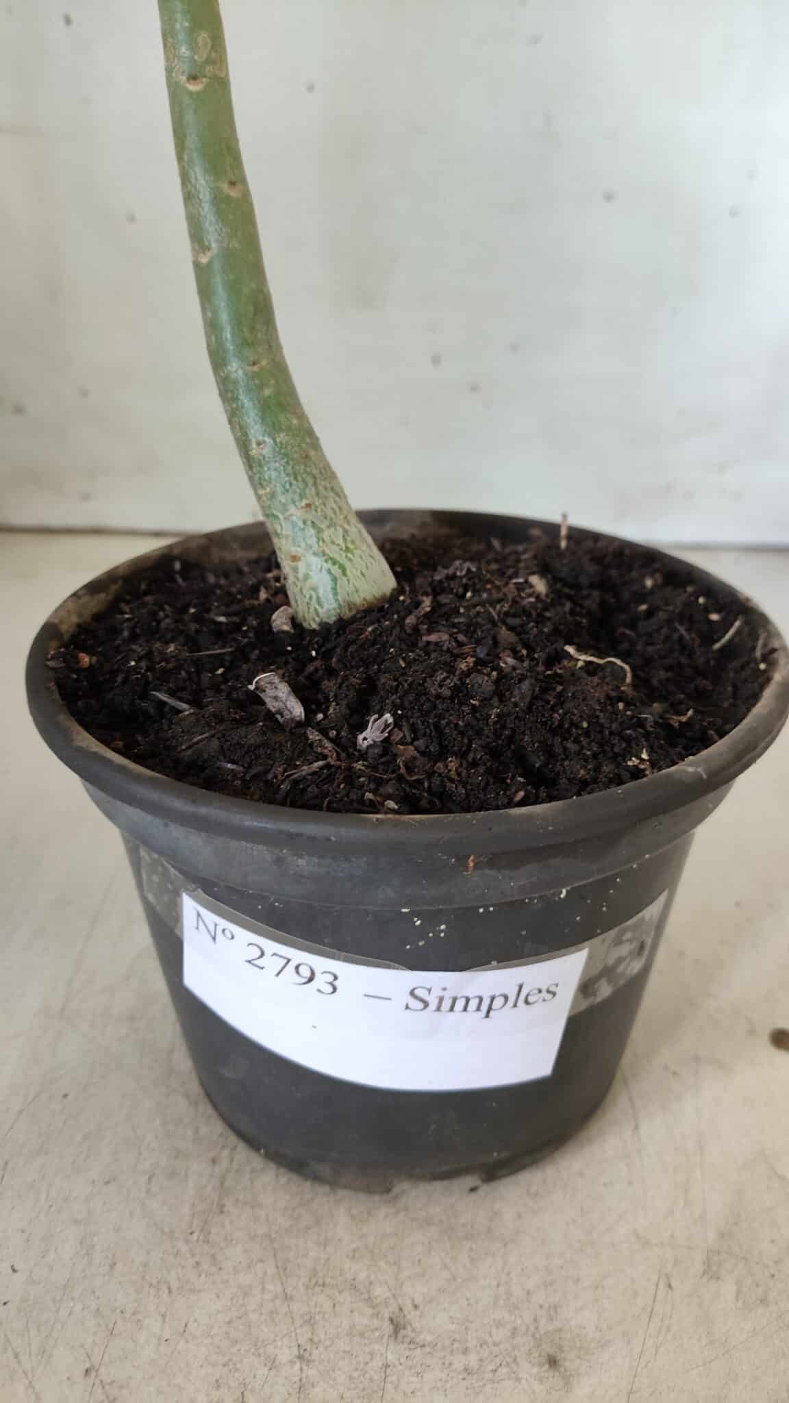 Planta Simples 2793 – 30cm – 02 anos