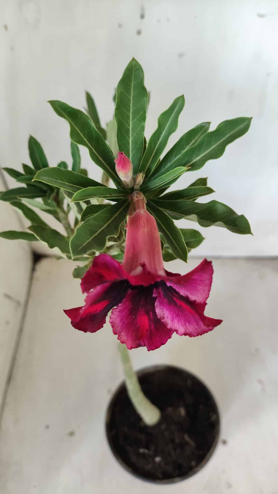 Planta Simples 2793 – 30cm – 02 anos