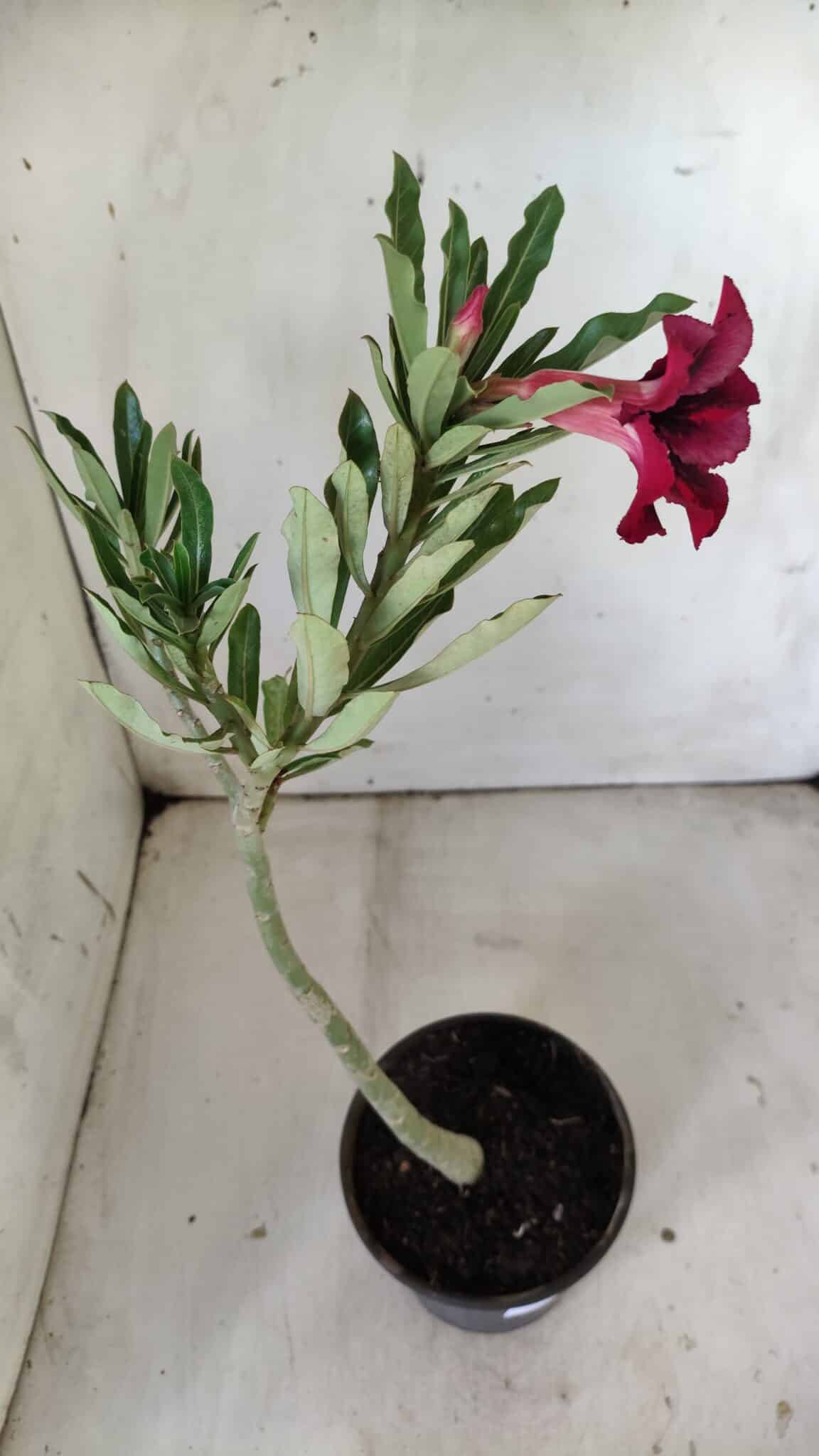 Planta Simples 2793 – 30cm – 02 anos