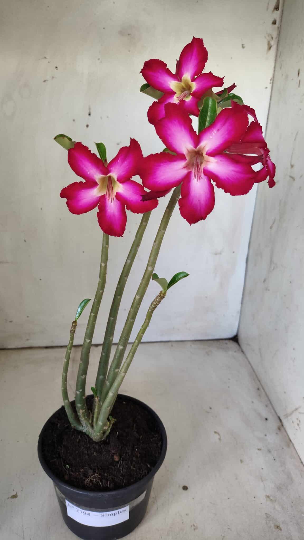 Planta Simples 2794 – 30cm – 02 anos