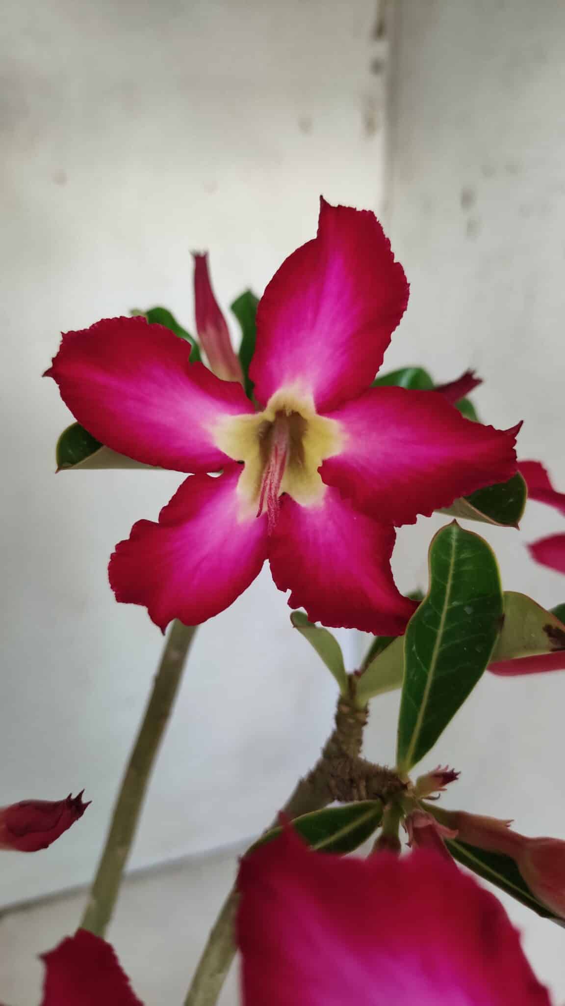 Planta Simples 2794 – 30cm – 02 anos