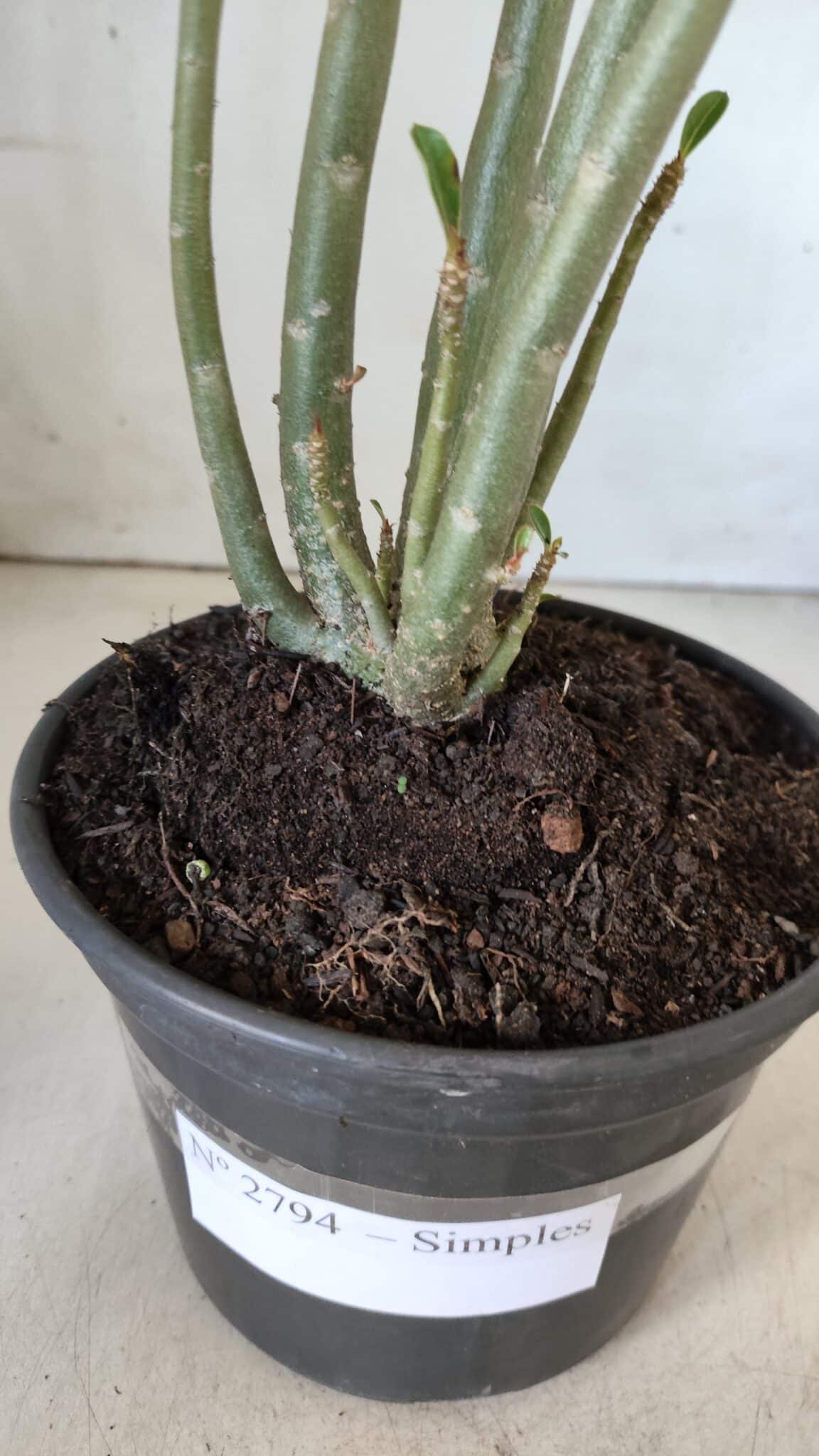 Planta Simples 2794 – 30cm – 02 anos