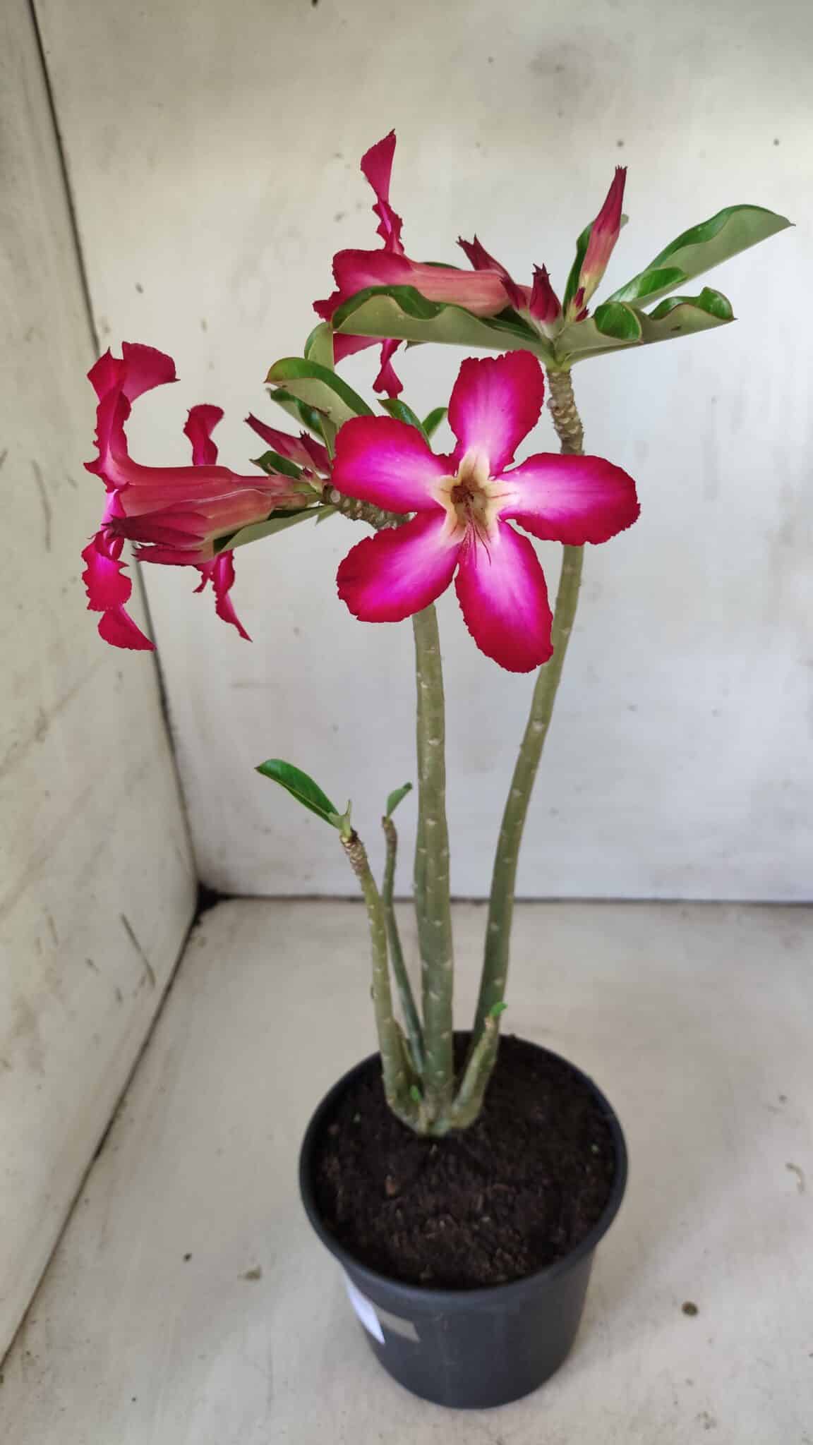 Planta Simples 2794 – 30cm – 02 anos