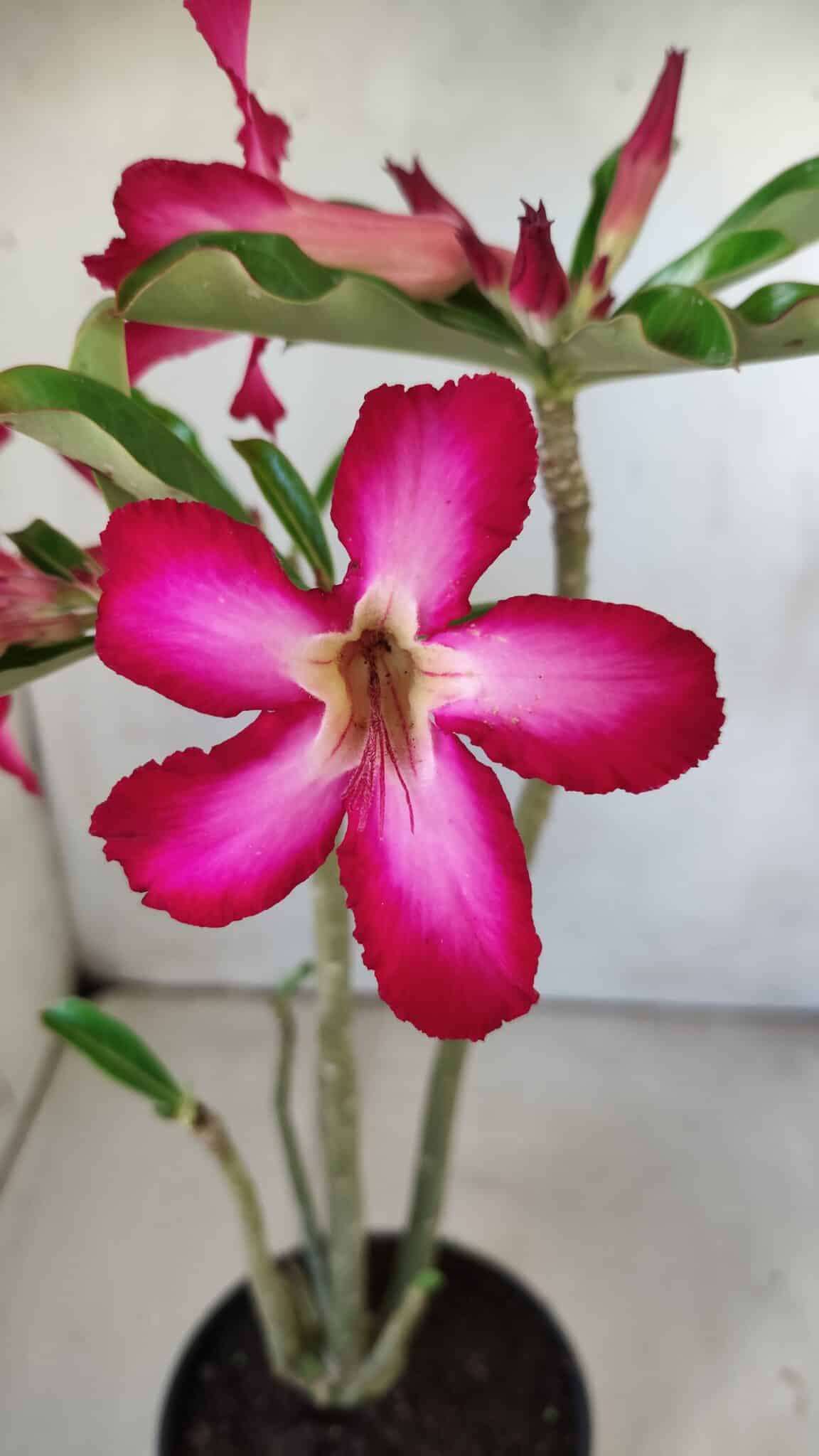 Planta Simples 2794 – 30cm – 02 anos