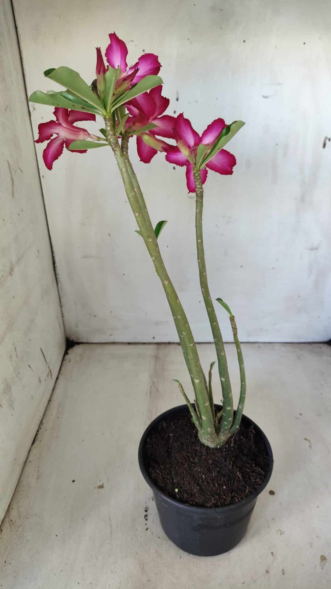Planta Simples 2794 – 30cm – 02 anos