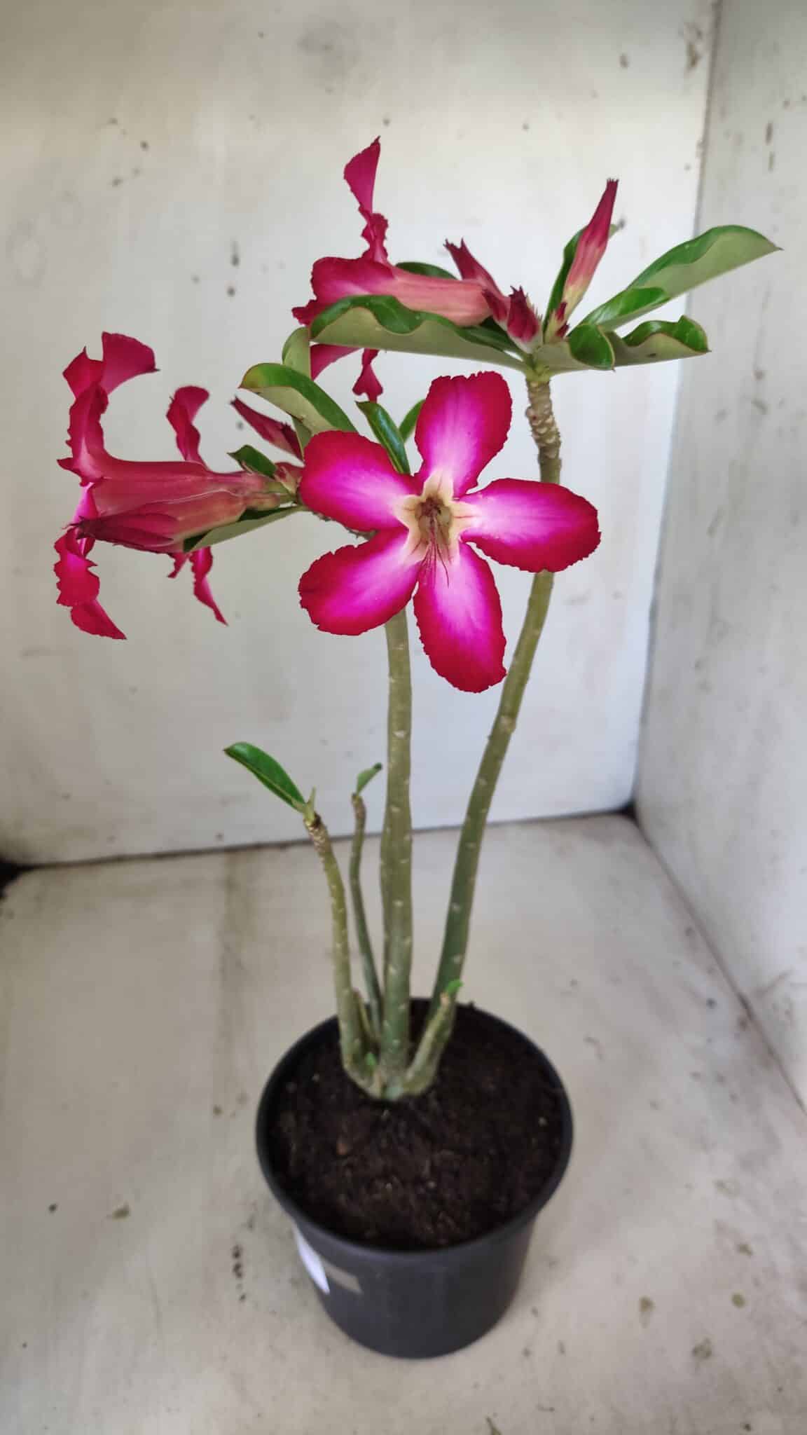 Planta Simples 2794 – 30cm – 02 anos