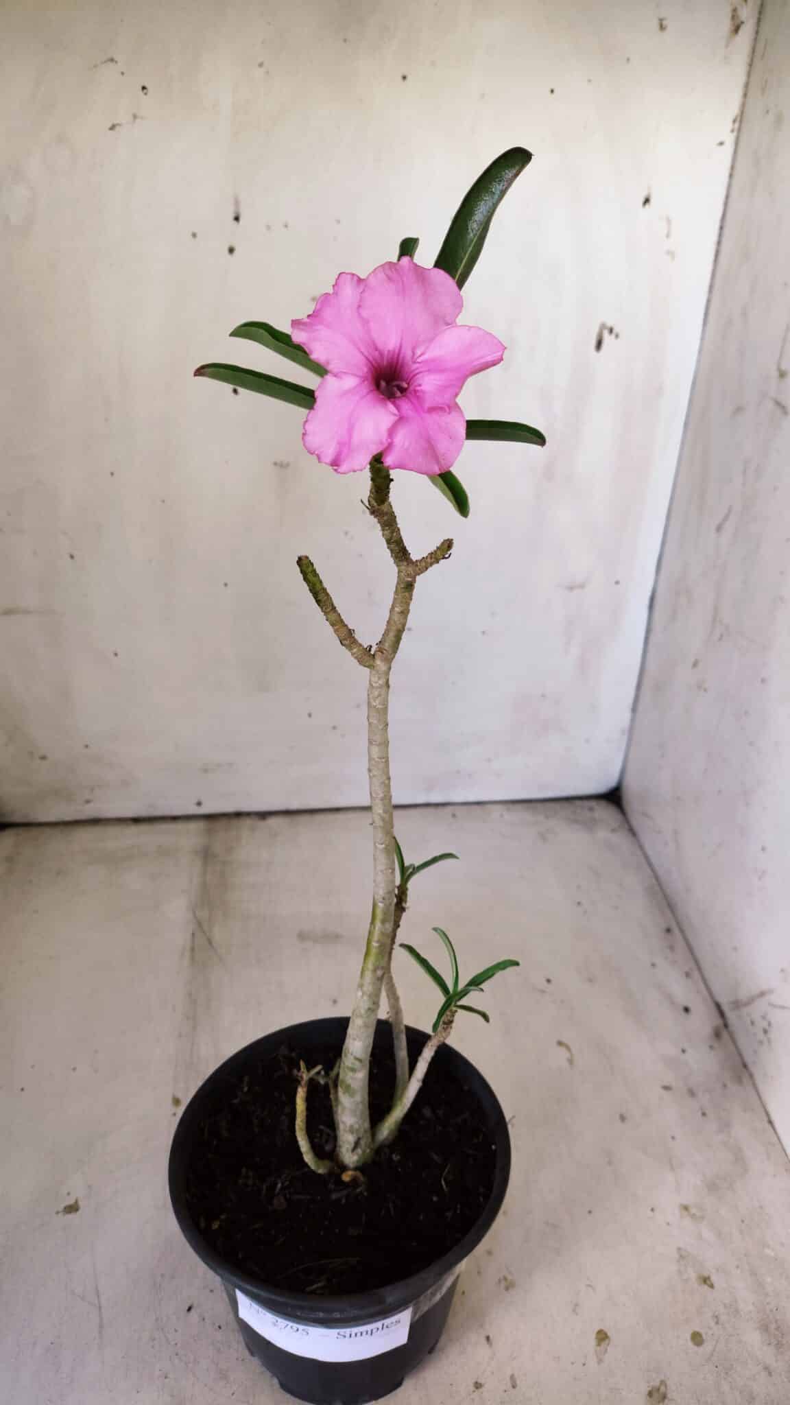 Planta Simples 2795 – 30cm – 02 anos