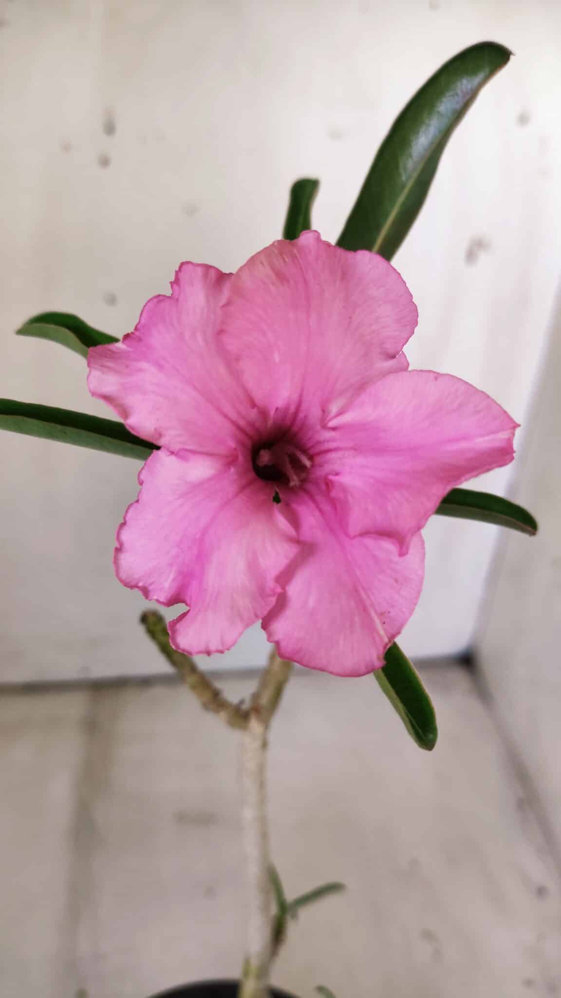 Planta Simples 2795 – 30cm – 02 anos