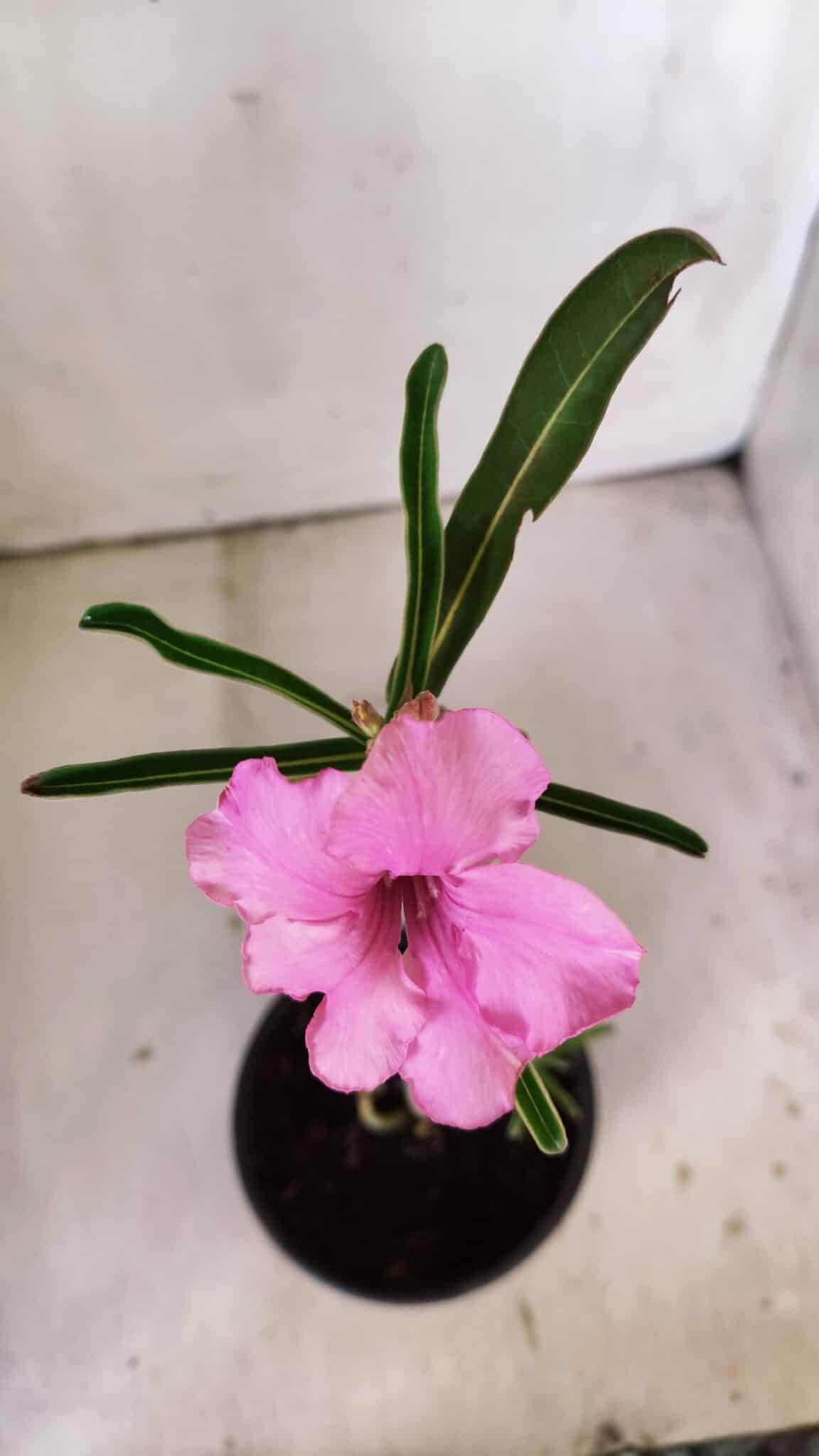 Planta Simples 2795 – 30cm – 02 anos