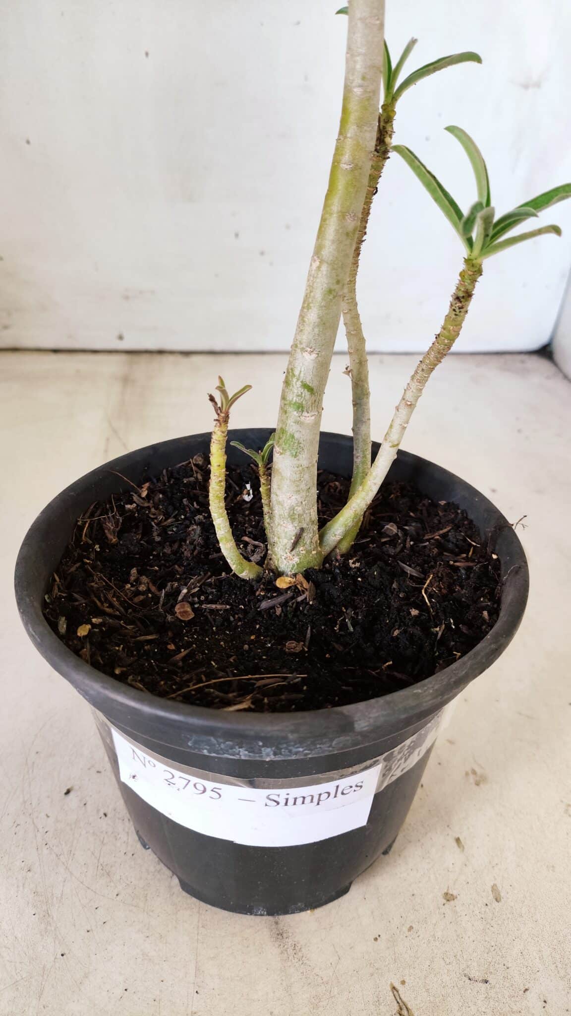 Planta Simples 2795 – 30cm – 02 anos