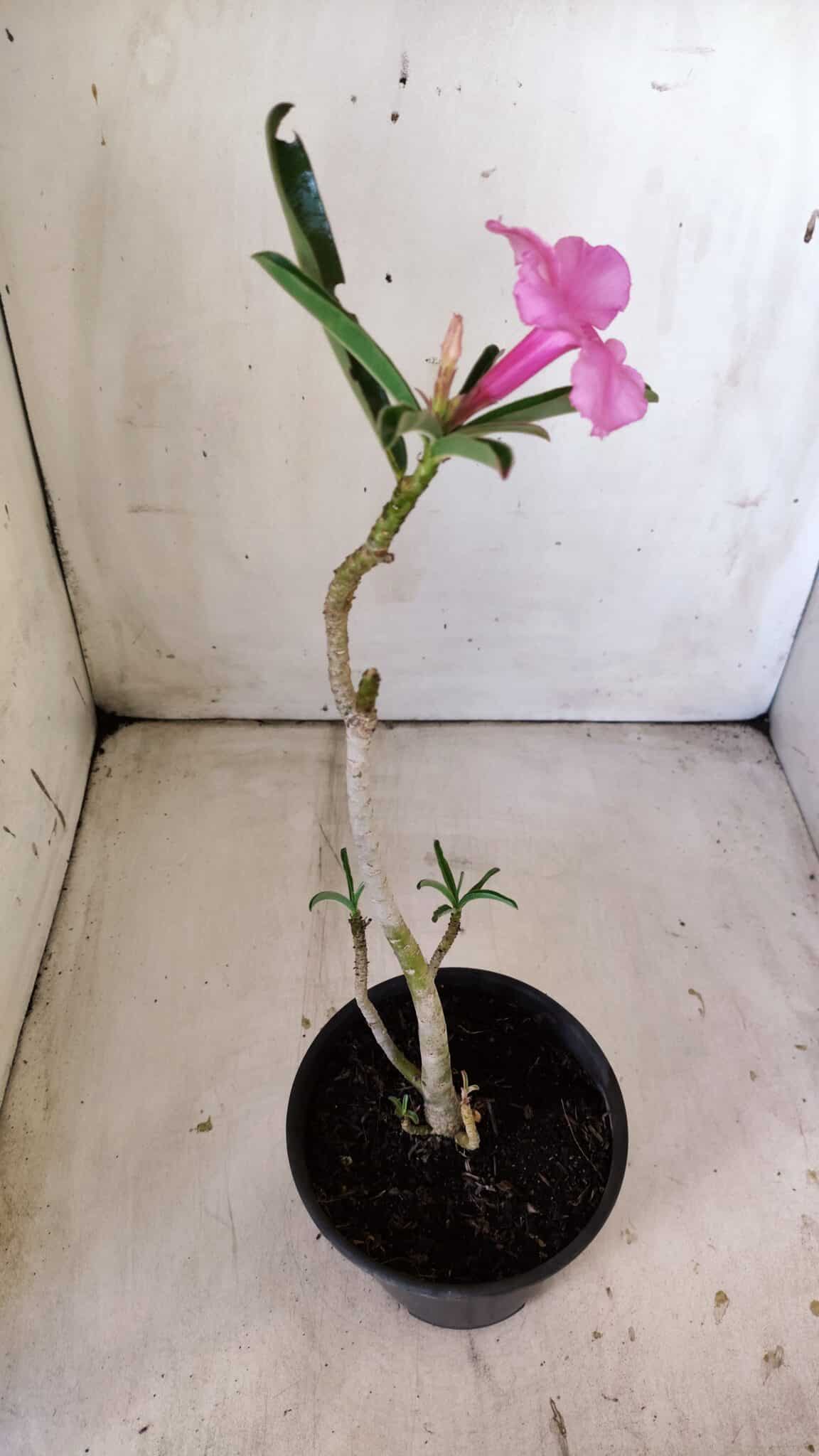 Planta Simples 2795 – 30cm – 02 anos