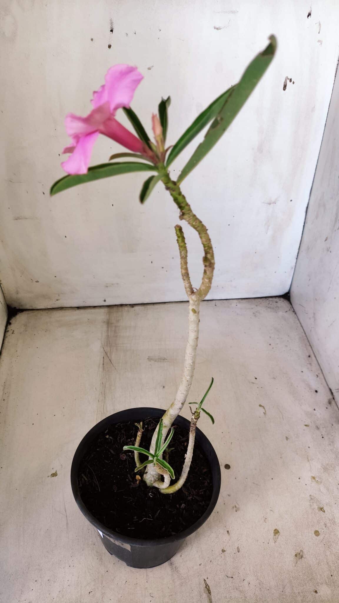 Planta Simples 2795 – 30cm – 02 anos