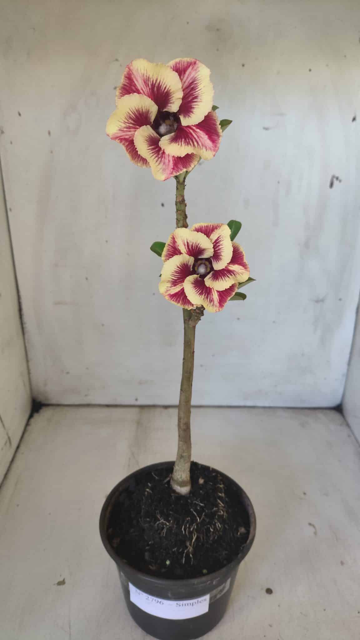 Planta Simples 2796 – 30cm – 02 anos