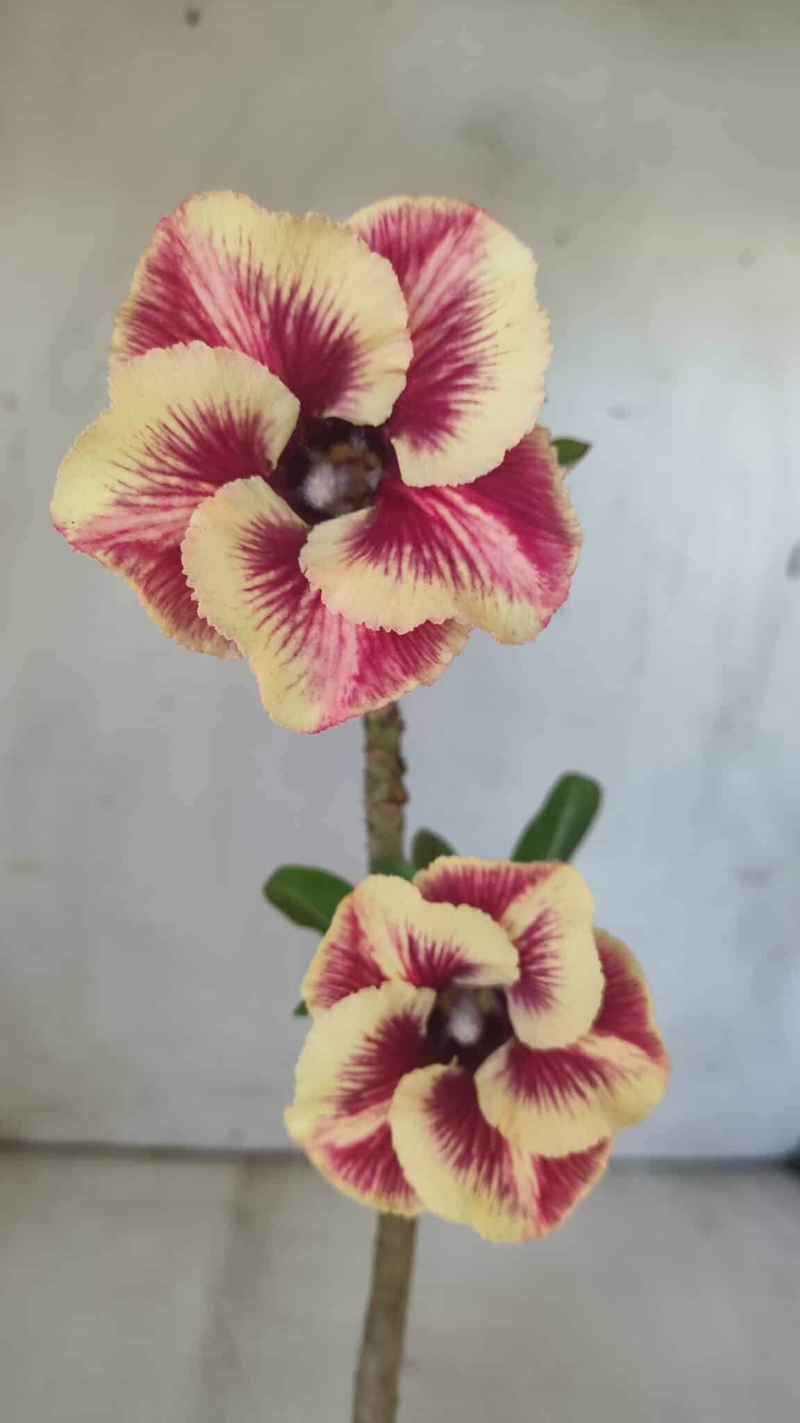 Planta Simples 2796 – 30cm – 02 anos