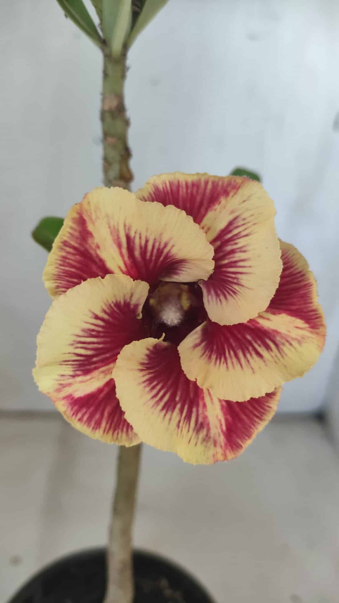 Planta Simples 2796 – 30cm – 02 anos