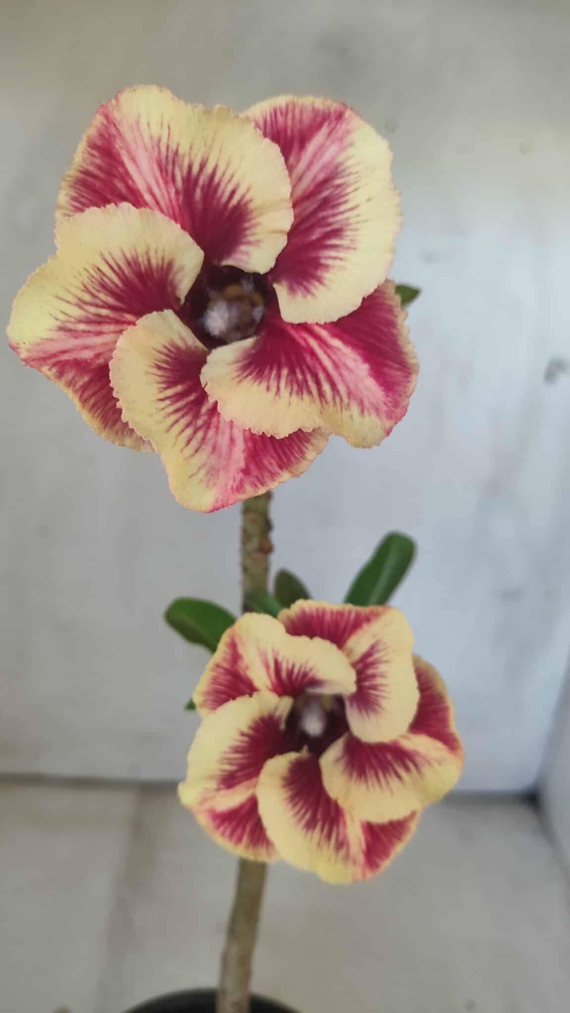 Planta Simples 2796 – 30cm – 02 anos