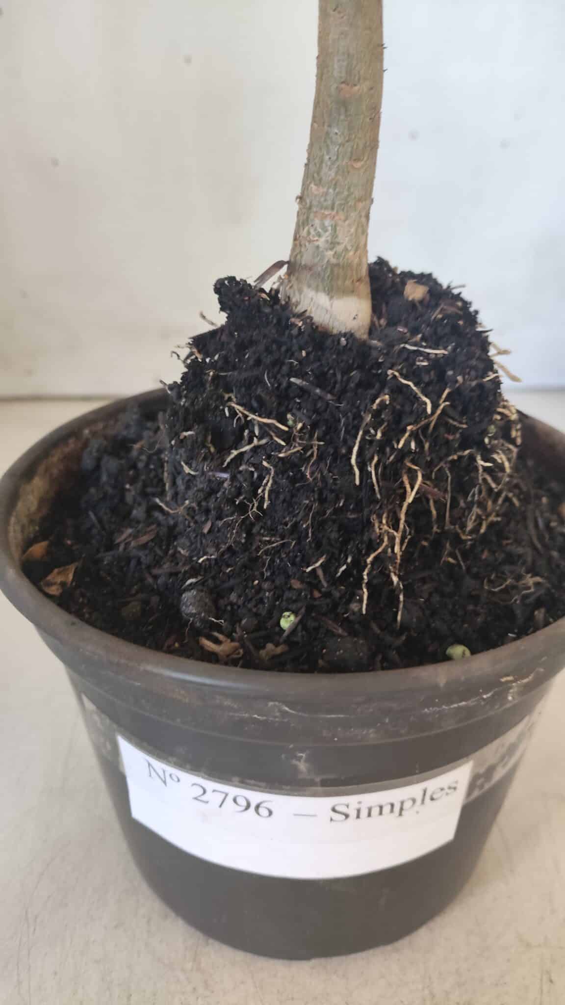 Planta Simples 2796 – 30cm – 02 anos