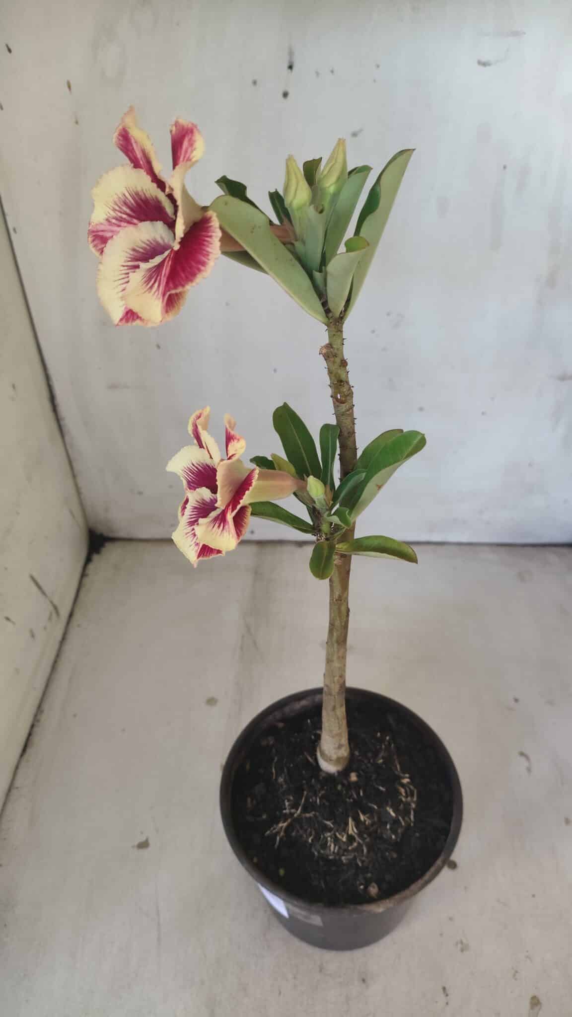 Planta Simples 2796 – 30cm – 02 anos