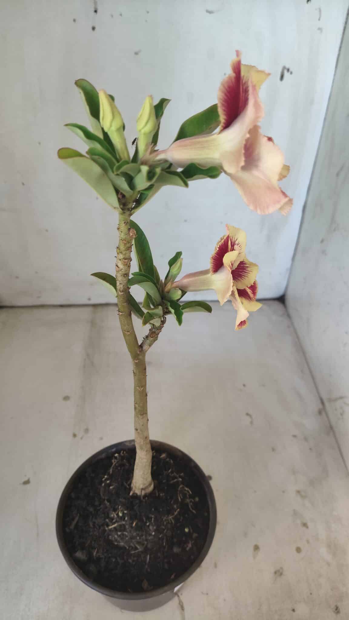Planta Simples 2796 – 30cm – 02 anos