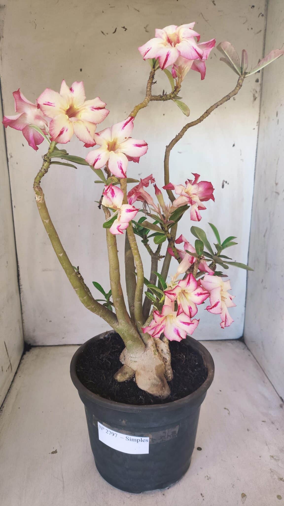 Planta Simples 2797 – 45cm – 05 anos