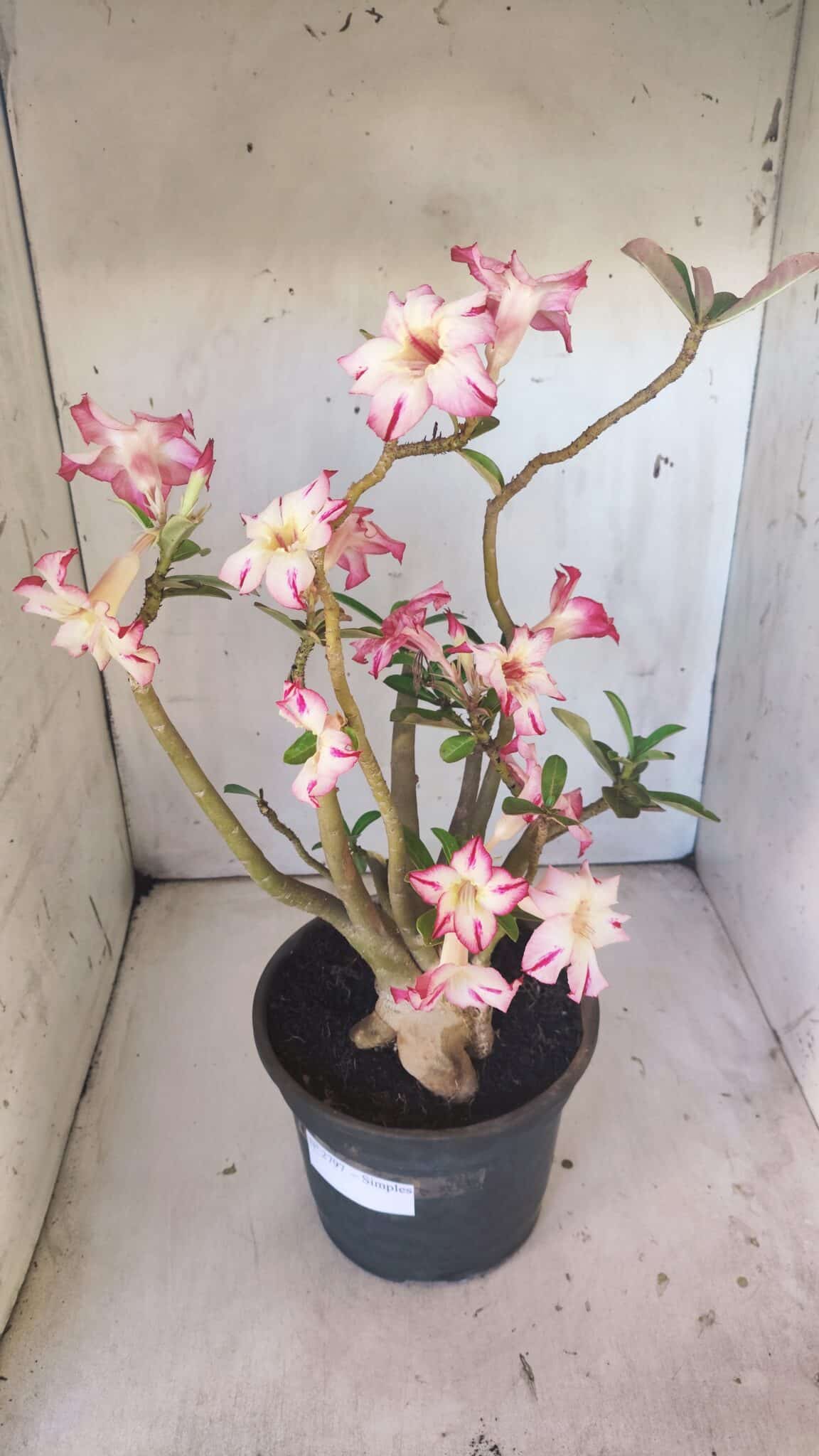 Planta Simples 2797 – 45cm – 05 anos