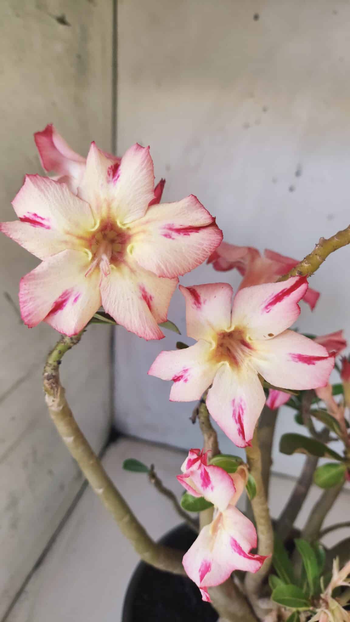 Planta Simples 2797 – 45cm – 05 anos